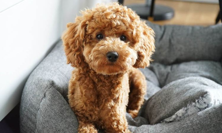 Do Poodles Shed?