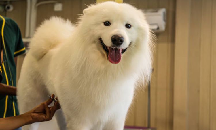 Why Do Samoyeds Shed So Much?