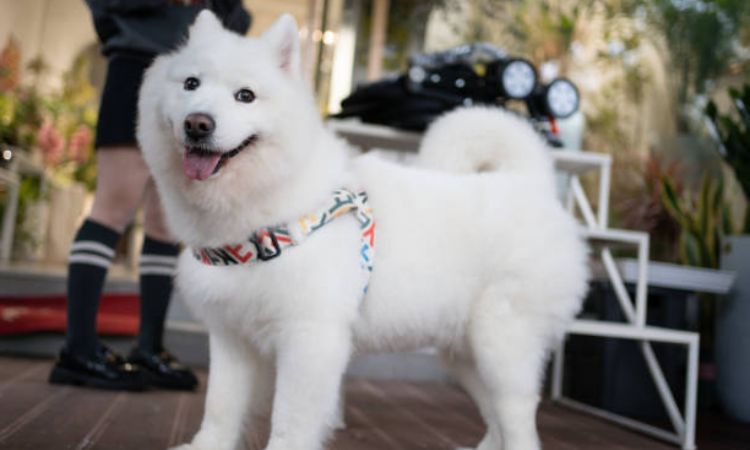 Do Samoyeds Shed