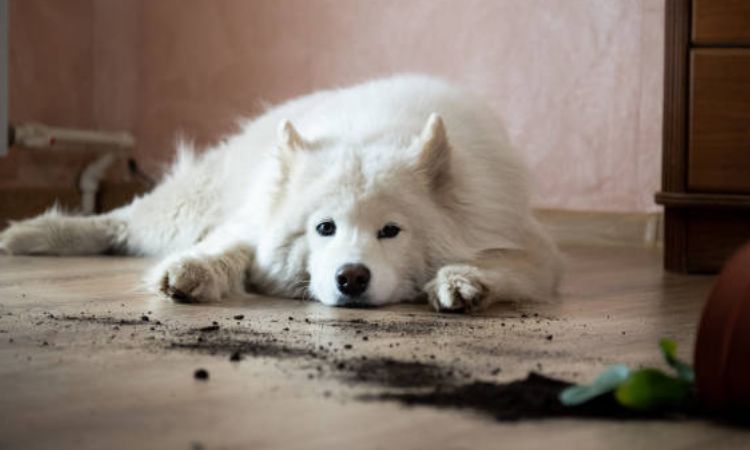 Do Samoyeds Shed?