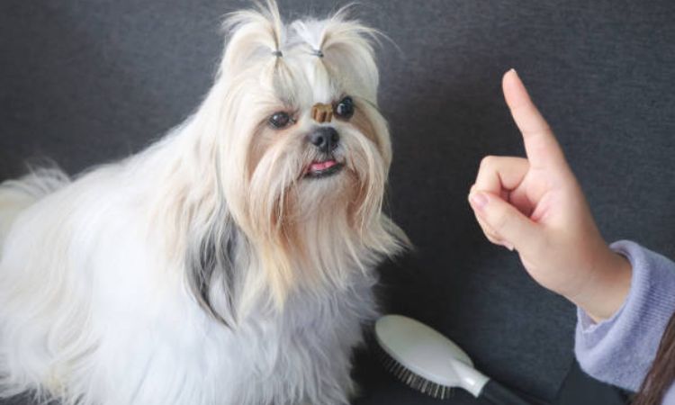 Do Shih Tzus shed