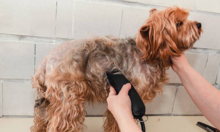 does shaving a dog make them cooler