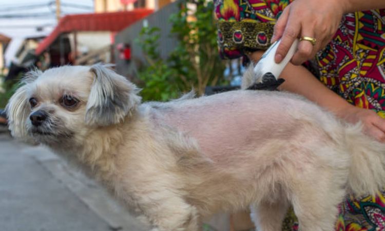 shave dog hair