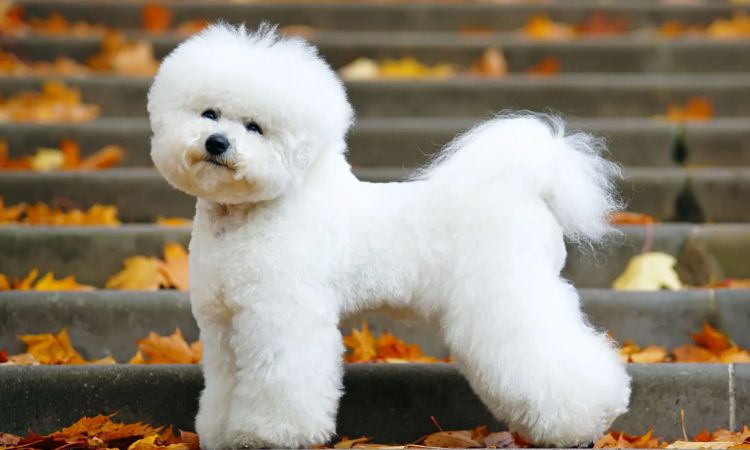 Bichon Frise