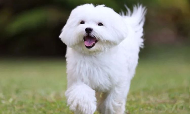 Maltese