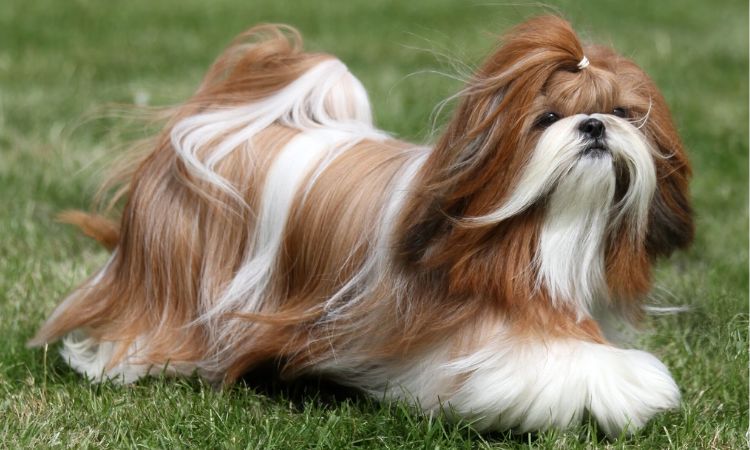 Shih Tzu