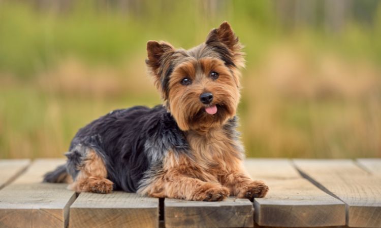 Yorkshire Terrier