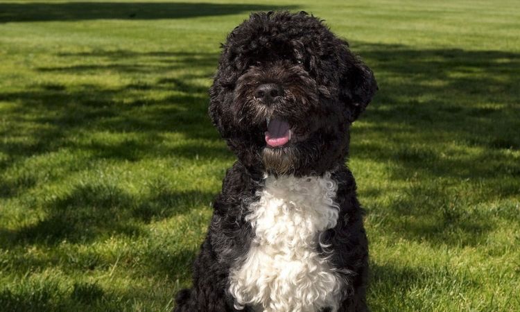 Portuguese Water Dog
