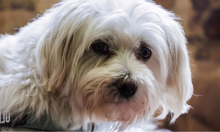 Havanese
