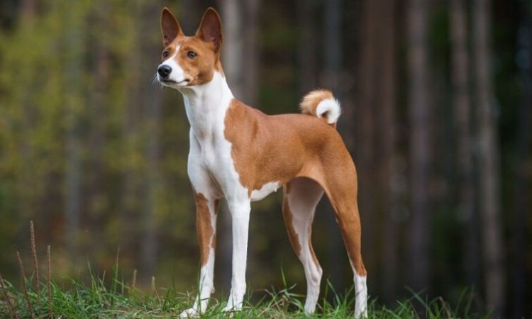 Basenji