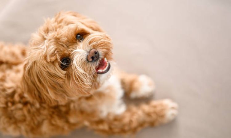 Dogs That Don't Shed