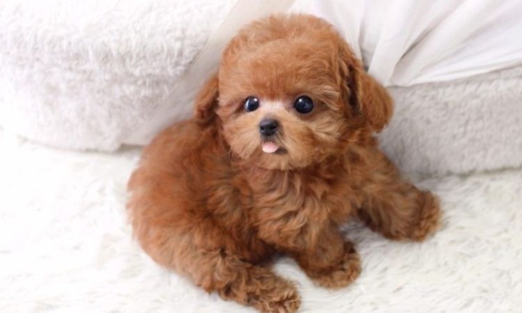 Poodles