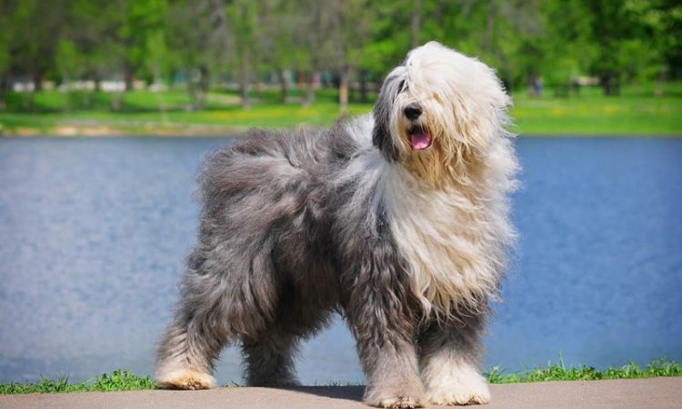 Old English Sheepdogs