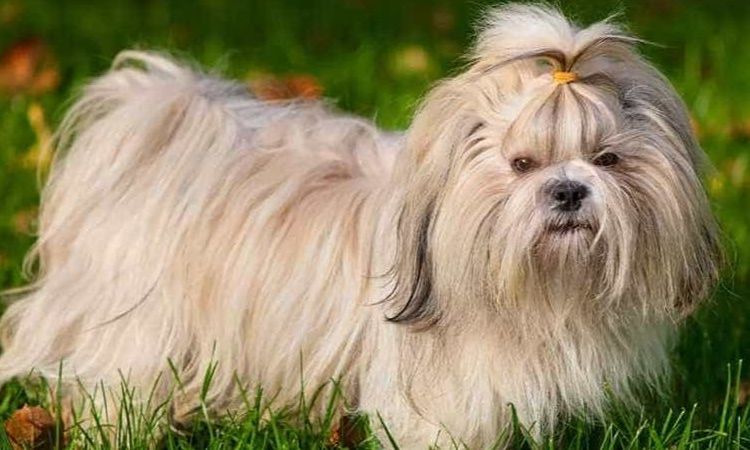 Shih Tzus