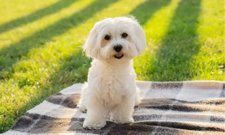Maltese