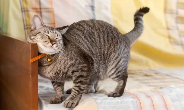 When to care for a female cat