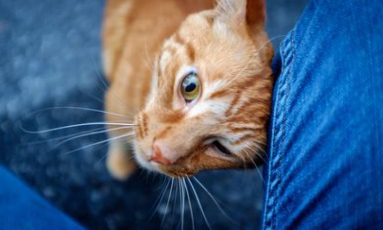 Common Causes When Both Meowing and Rubbing Increase Together