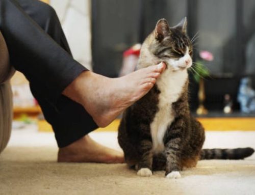 Why is my female cat meowing so much and rubbing everything?