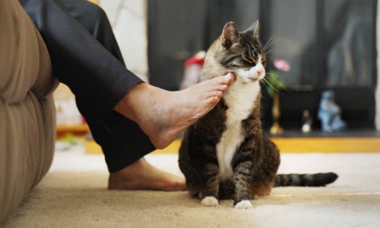 Why is my female cat meowing so much and rubbing everything?