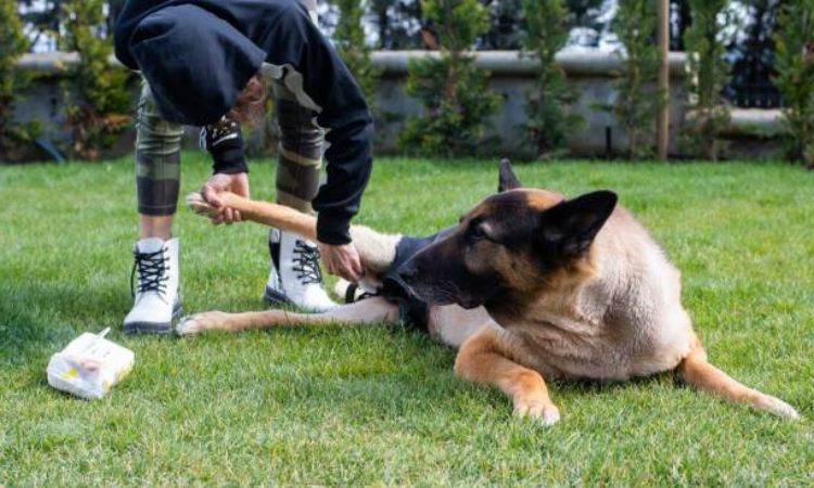 German shepherd common health problems