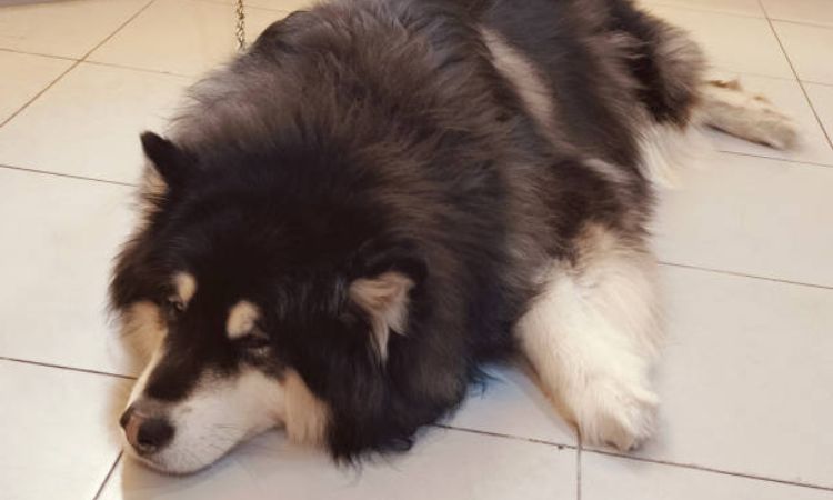 
Giant Alaskan Malamute Dog Weight
