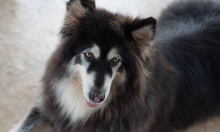 giant alaskan malamute