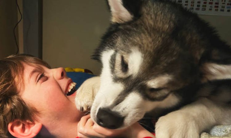 Giant Alaskan Malamute