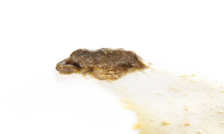 hairballs in cats