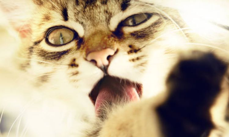 Risk Factors for Hairball Formation