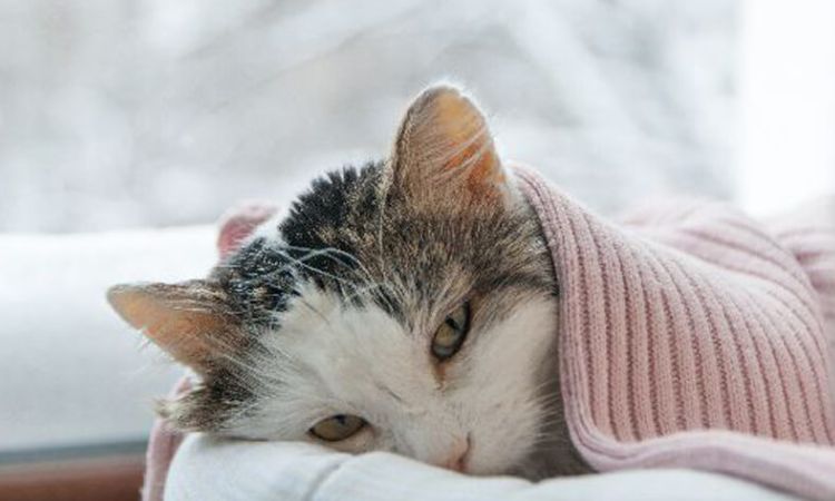 Prevention Strategies for Hairballs