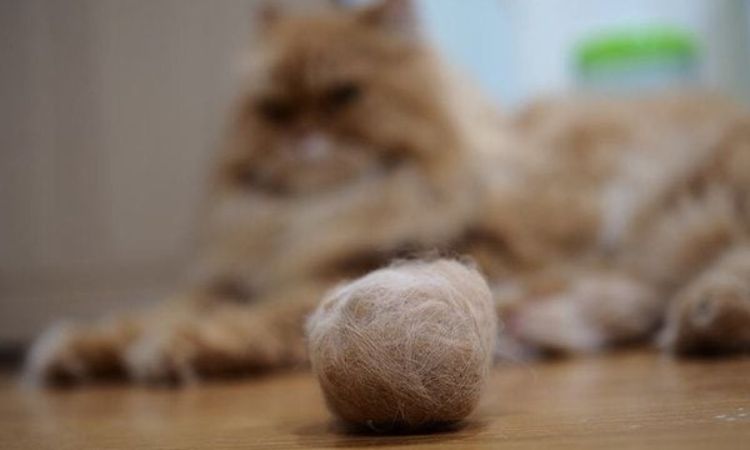 Hairballs in Cats