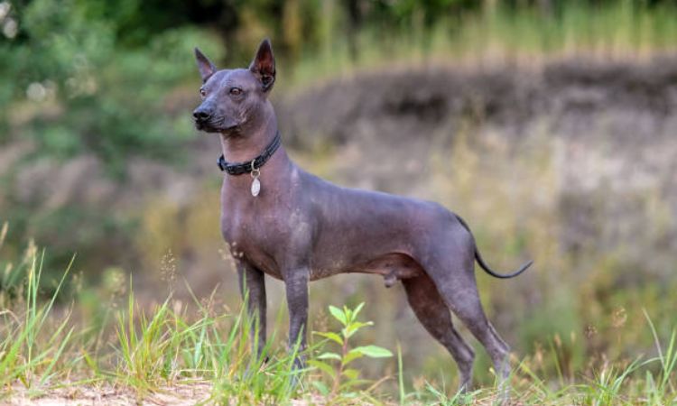 Xoloitzcuintli (Mexican Hairless Dog)