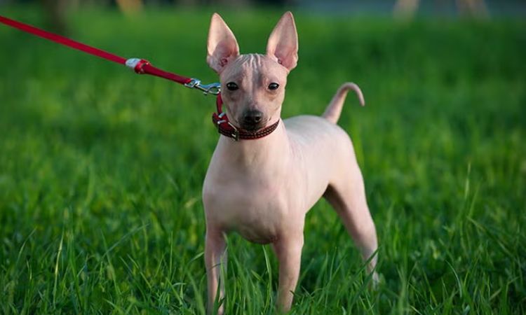 American Hairless Terrier