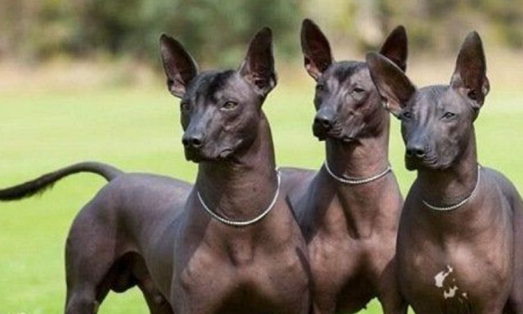 Argentine Hairless Dog