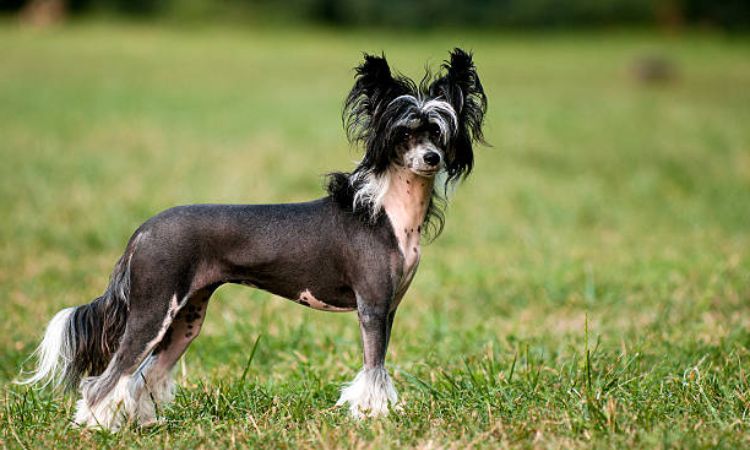 Chinese Crested