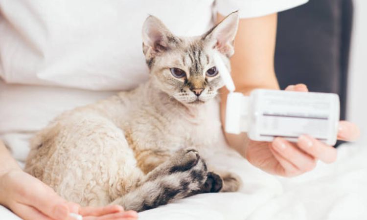 Immediate Home Remedies for Cat Vomiting and Diarrhea