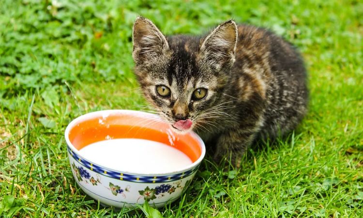 Herbal and Natural Remedies for Cat Vomiting and Diarrhea