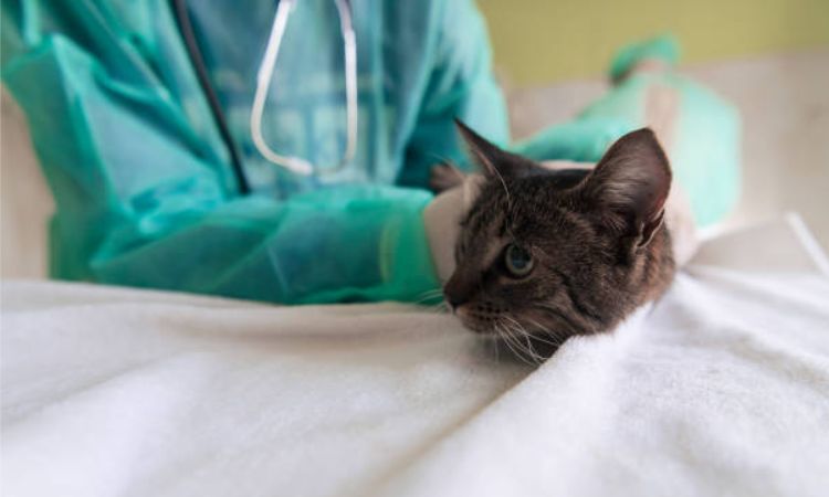 Factors Influencing Vet Stay Duration