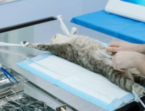 How long does a cat stay at the vet after being neutered?