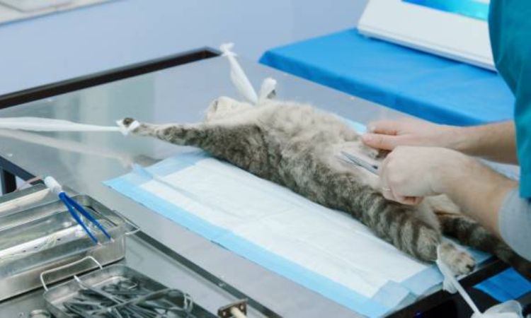 How long does a cat stay at the vet after being neutered?