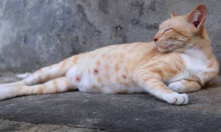 Feline Pregnancy Stages