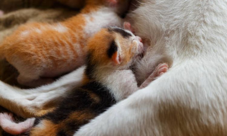 Cat Labor and Birth