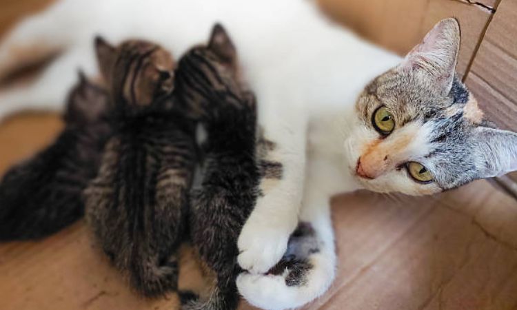 Postnatal Care