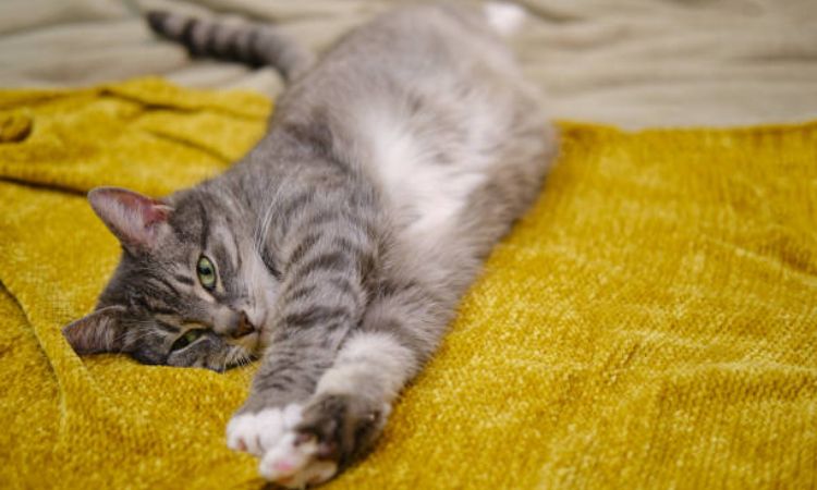 How Long Is a Cat Pregnant?