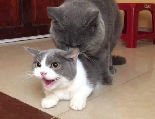 How many months do female Cats go into heat