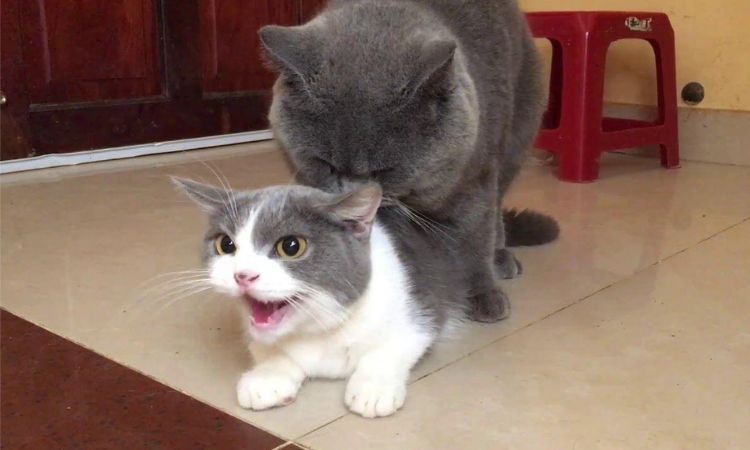 How many months do female Cats go into heat