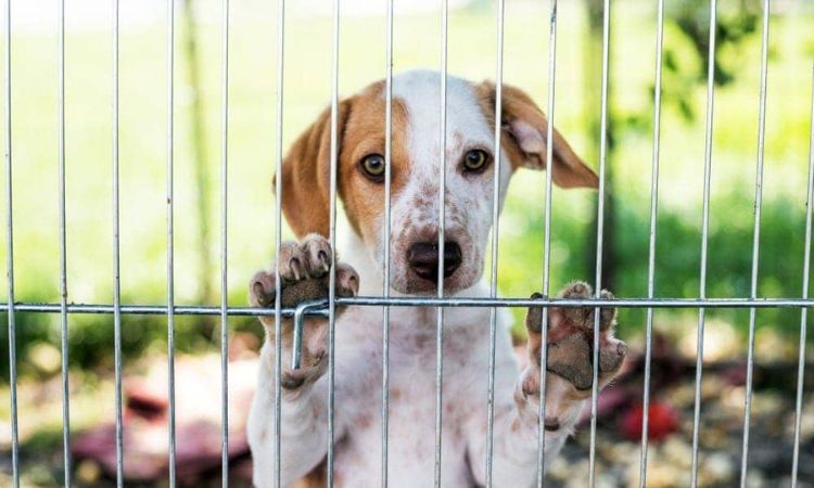 How Much Does It Cost to Adopt a Dog Through Petsmart?