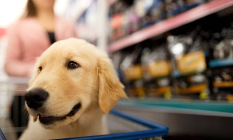 How much is a dog at Petsmart?