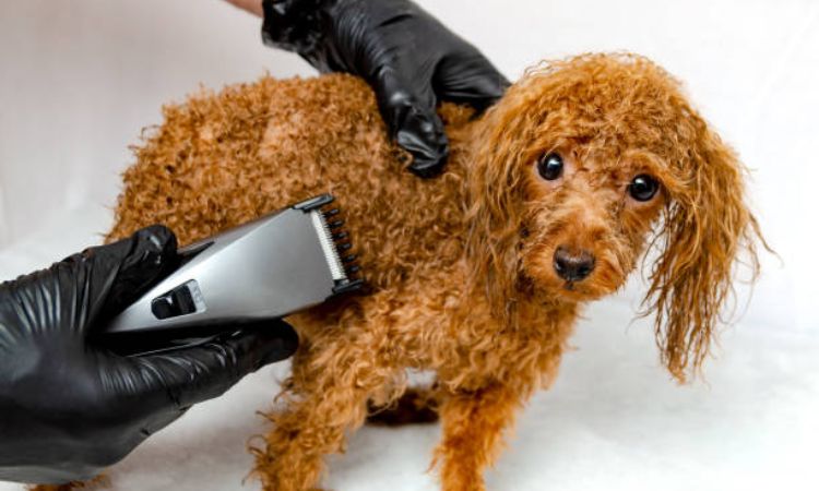 dog hair clippers