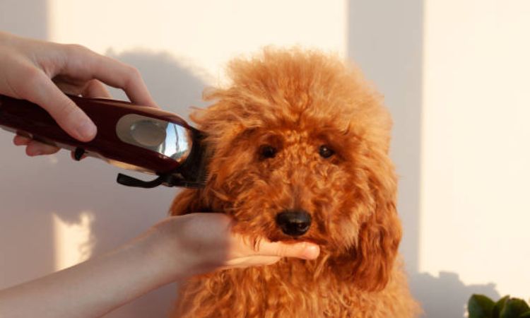 Tips for trimming dog hair with clippers